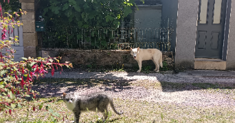 lechat pet sitter à GAILLAC 81600_4