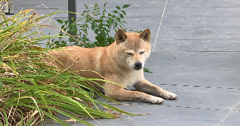 mélissandre pet sitter à LYON 03 69003_4