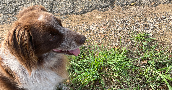 ambre pet sitter à CESSENON SUR ORB 34460_3