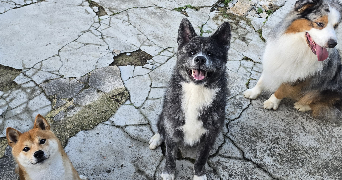 marion pet sitter à MONTELIMAR 26200_2