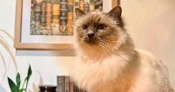 claire pet sitter à Arnay Le Duc 21230_1