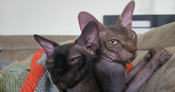 aurore pet sitter à VIRY 74580_0