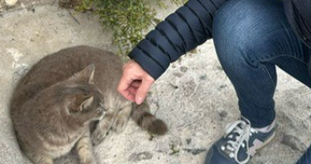 carole pet sitter à CRAPONNE 69290_4