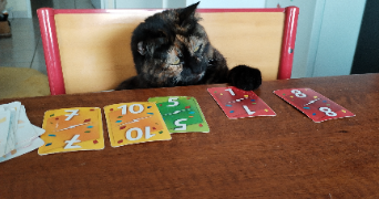 corentine pet sitter à CLERMONT FERRAND 63000_1