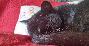 louan cat sitter à LYON 03 69003_1