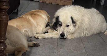 leyla pet sitter à HAUTEVILLE LA GUICHARD 50570_1