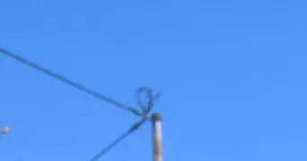 océane pet sitter à LES PONTS DE CE 49130