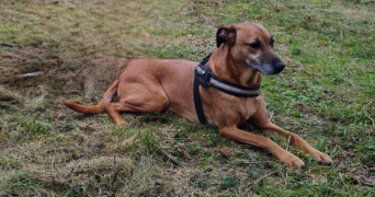 alexandra pet sitter à VAUMORT 89320_1