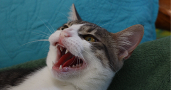 caroline pet sitter à NICE 06200_9