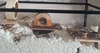 aude pet sitter à VILLENEUVE D ASCQ 59650_1