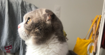 camille pet sitter à BORDEAUX 33100_1