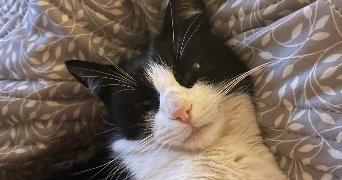 loriane pet sitter à CLERMONT FERRAND 63000_3