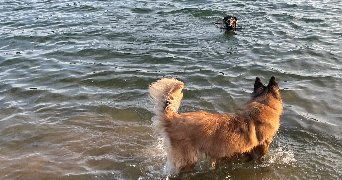 valérie pet sitter à SAIVRES 79400_2