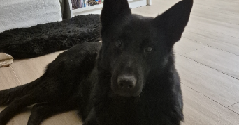 cindy pet sitter à Échouboulains 77830_7