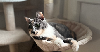 lauryne pet sitter à L ARBRESLE 69210_1