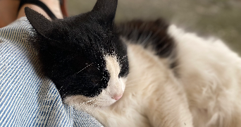 celine pet sitter à LE LUC 83340_3