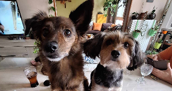laura pet sitter à DRANCY 93700_9