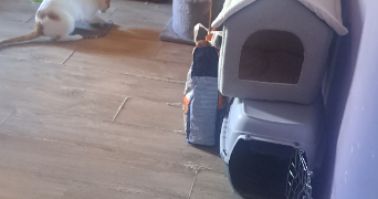 marjorie pet sitter à LYON 08 69008_4