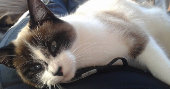 corinne pet sitter à VITRE 35500_2