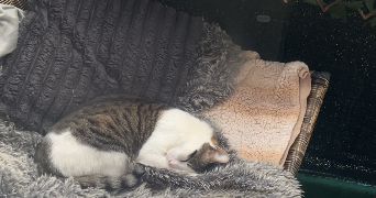 tiphaine pet sitter à PALAISEAU 91120_1