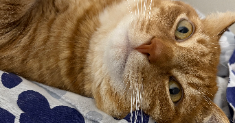 louise pet sitter à LOPERHET 29470_1