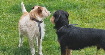 johan pet sitter à VAUVERT 30600_9