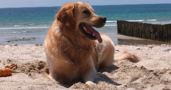 elisa pet sitter à LANESTER 56600_3