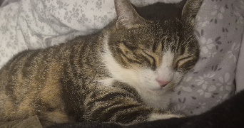 noémie pet sitter à AMIENS 80000_2