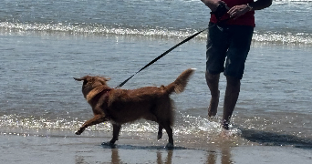 clémence dog sitter à ST JEAN DE BRAYE 45800_4