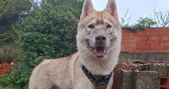 cecilia pet sitter à NARBONNE 11100_2