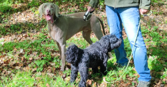fabien pet sitter à SEINGBOUSE 57455_8
