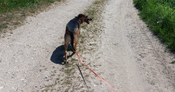 magalie pet sitter à JOUARRE 77640_4