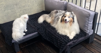 francoise pet sitter à CHILLY MAZARIN 91380_6