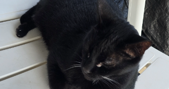 catia pet sitter à NEUWILLER LES SAVERNE 67330_1