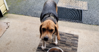 marie-christine pet sitter à LA GARNACHE 85710_0