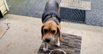 marie-christine pet sitter à LA GARNACHE 85710