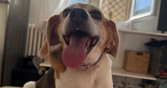 maelis pet sitter à ROUEN 76000_0