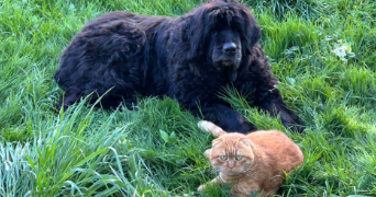 gianni pet sitter à ATHIS MONS 91200_2