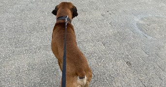 anaïs pet sitter à FRANCONVILLE 95130_1