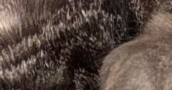 elysa pet sitter à PARIS 15 75015_4