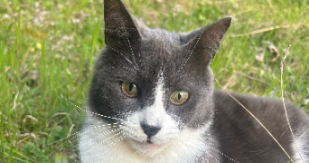 cynthia pet sitter à MANTES LA JOLIE 78200_3