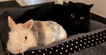sophia pet sitter à YUTZ 57970_6