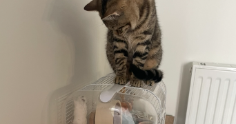 coline pet sitter à ST LAURENT DE MURE 69720_1