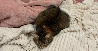 ambre cat sitter à BOULOGNE BILLANCOURT 92100_4