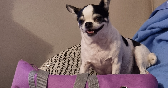 elisabeth pet sitter à PARIS 04 75004_2