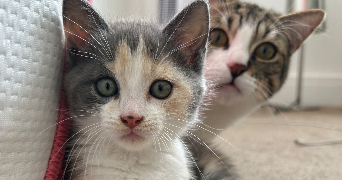 christelle pet sitter à COURBEVOIE 92400_1