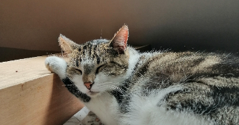 violette pet sitter à LYON 07 69007_2