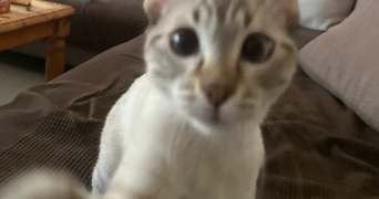 sara pet sitter à LYON 08 69008_3