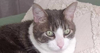 elsa pet sitter à LE HAVRE 76600_2