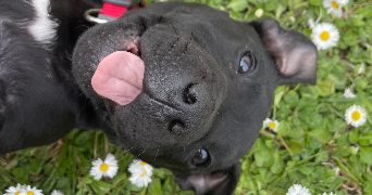 eloïse pet sitter à ROUEN 76000_1